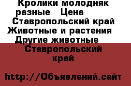 Кролики молодняк разные › Цена ­ 250 - Ставропольский край Животные и растения » Другие животные   . Ставропольский край